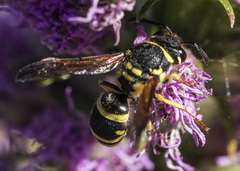 Ancistrocerus catskill