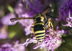 Ancistrocerus catskill
