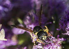 Ancistrocerus catskill