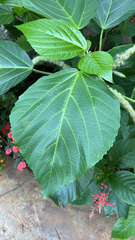 Acalypha hispida
