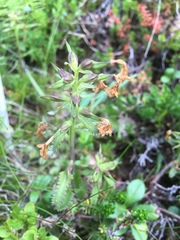Pedicularis lapponica