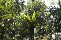 Philodendron insigne