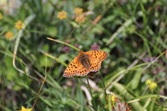 Boloria graeca