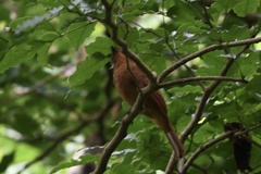 Rhytipterna holerythra