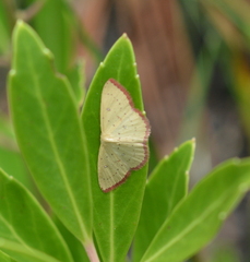 Cyclophora culicaria