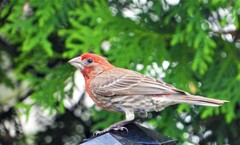 Haemorhous mexicanus