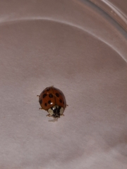 Harmonia axyridis