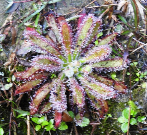 Drosera latifolia (Drosera latifolia)