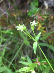 Stellaria borealis