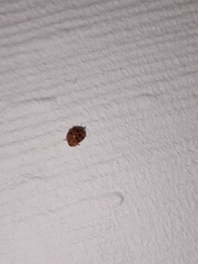 Harmonia axyridis