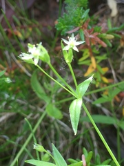 Stellaria borealis