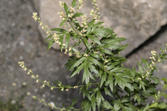 Artemisia