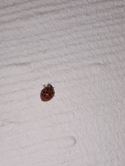 Harmonia axyridis