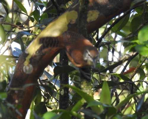 Long-billed Wren (Cantorchilus longirostris), photo 5