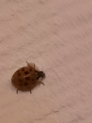 Harmonia axyridis
