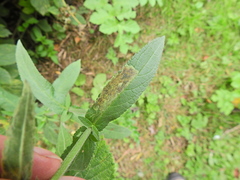 Amauromyza labiatarum