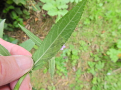 Amauromyza labiatarum