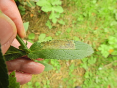 Amauromyza labiatarum