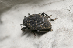 Otiorhynchus sulcatus