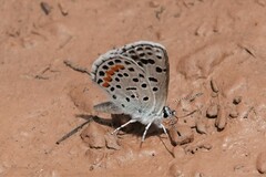 Euphilotes centralis