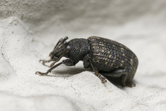 Otiorhynchus sulcatus