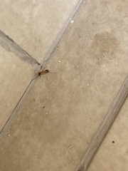 Camponotus aegyptiacus