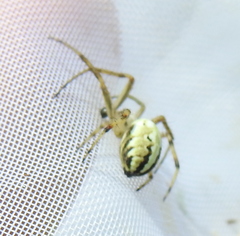 Neoscona adianta