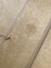 Camponotus aegyptiacus