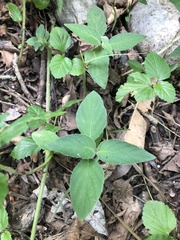 Ruellia occidentalis