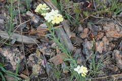 Lithospermum cobrense