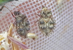 Dictyla rotundata