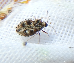 Dictyla rotundata