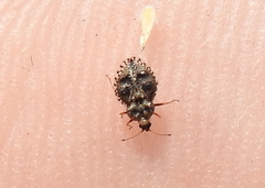 Dictyla rotundata