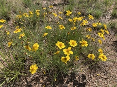 Senecio flaccidus douglasii