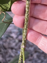 Secamone elliptica