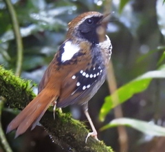 Myrmoderus squamosus