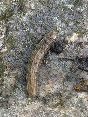 Hydraecia micacea