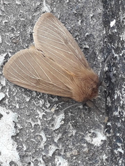 Paracles phaeocera