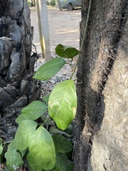 Secamone elliptica