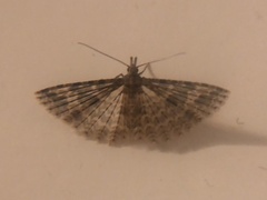 Alucita hexadactyla