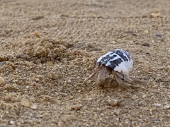 Coenobita scaevola