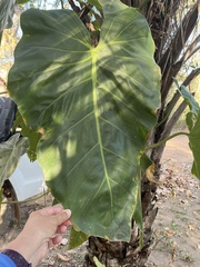 Philodendron maximum