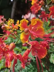 Caesalpinia pulcherrima