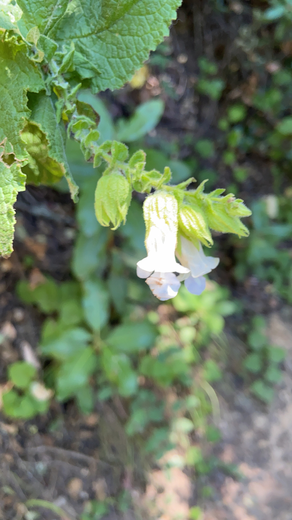 California Pitcher Sage from Redwood City on July 21, 2022 at 0109 PM