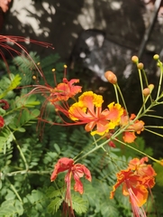 Caesalpinia pulcherrima
