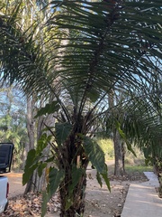 Philodendron maximum