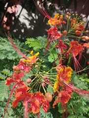 Caesalpinia pulcherrima