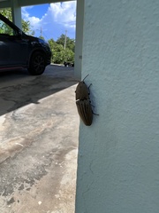 Chalcolepidius silbermanni