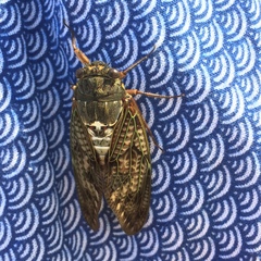 Graptopsaltria nigrofuscata