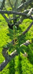 Bursera cuneata